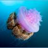  - Сцифоидные медузы